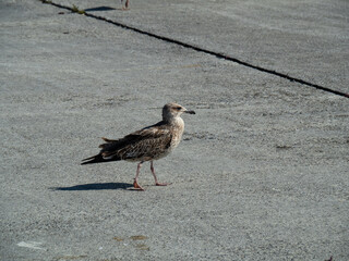 seagull flying in the port of getaria