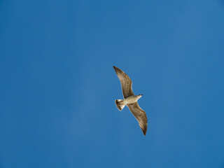 seagull flying in the port of getaria