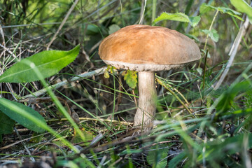 Fototapeta premium Growing mushroom in the forest in the grass. Forest fruits and plants.