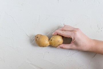 Ugly double potato in hand on a gray concrete background. Funny, unnormal vegetable or food waste...