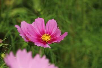 Obraz premium 秋を感じさせる花コスモス