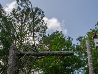 Fototapeta premium worker with chain saw on boom cutting and removing trees from yard