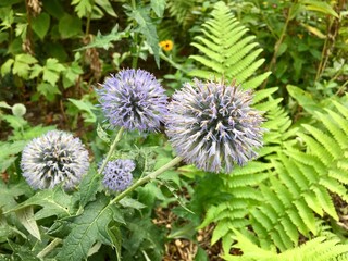 Ail d'ornement au jardin