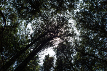 High Tree Trunks Moving in the Wind on a Sunny Day
