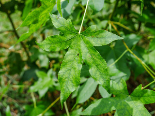 closeup of leaves in woods