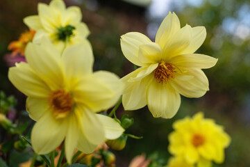 Fototapeta na wymiar yellow dahlias in the garden