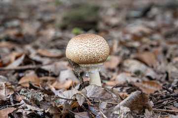 Fungi growing on forest floor
