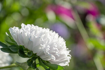 Photo of beautiful flowers in the backyard or in the Botanical garden in summer. Large white flower buds close up.