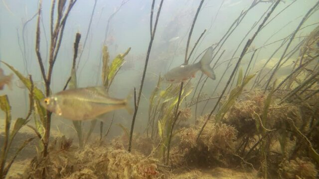 Fishes in river underwater, gudgeon, common nase, sneep , sunbleak, chub, мountain river under water, shallow water, river current, small fishes, underwater plants, stone bottom