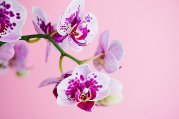 violet butterfly orchid with dots, macro photo in front of a pink background