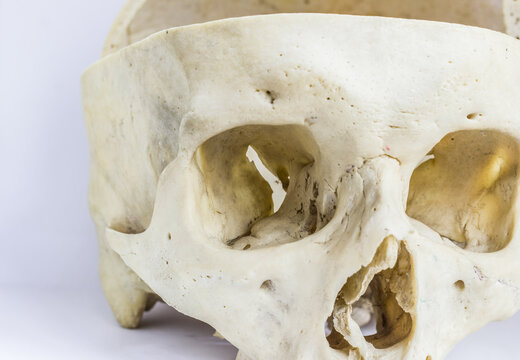 close up macro view of human skull bone showing the anatomy of orbital cavity,nasal foramen, and nasal septum
