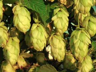 hop cones in sunlight selective focus