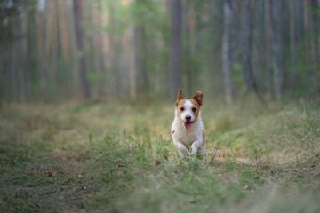 dog runs in a pine forest. little active jack russell in nature