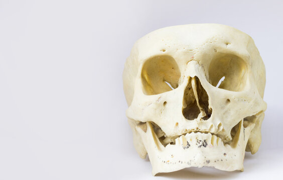 front anatomical view of human skull bone with mandible without the vault of the skull in isolated white background with space for text