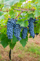 Obraz premium cannonau grape cluster in the vineyard, Jerzu Sardinia, Italy