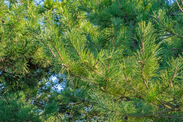 Obraz premium 松の木と松かさ