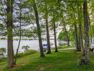 trees in the forest
