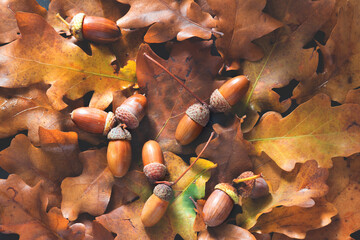 Oak branch with leaves and acorns on a wooden bench.