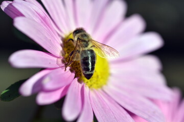 Biene auf einer rosaroten Blüte