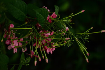 Pink Natural Flowers