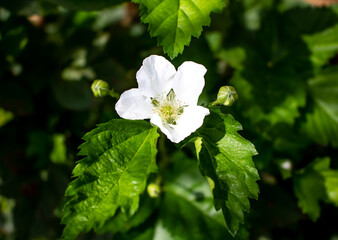 Flor de amora