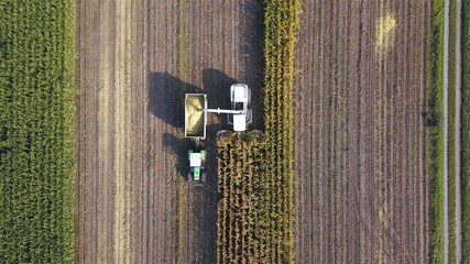 Maishäcksler / Feldhäcksler und Traktor mit Anhänger bei der Ernte von Mais auf einem Maisacker,...