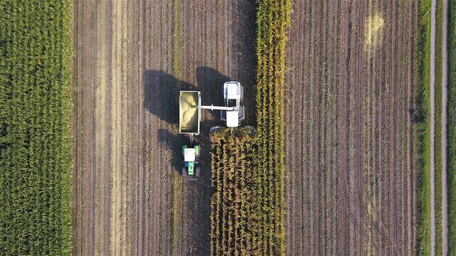 Maish&auml;cksler / Feldh&auml;cksler und Traktor mit Anh&auml;nger bei der Ernte von Mais auf einem Maisacker, Landwirtschaft aus der Vogelperspektive