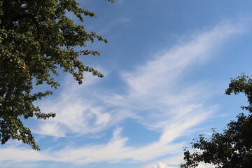 Blauer Himmel mit Baumkronen im Sommer