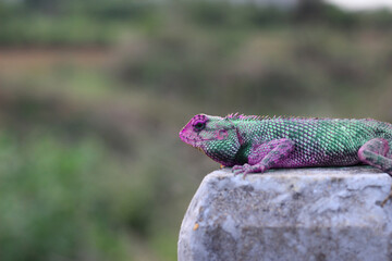 a chameleon on a rock with green and purple body colour