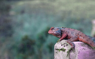 a chameleon on a rock with green and purple body colour