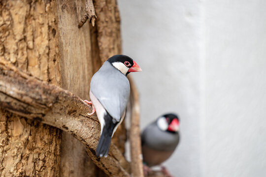 The Java sparrow, Lonchura oryzivora, also known as Java finch, Java rice sparrow or Java rice bird