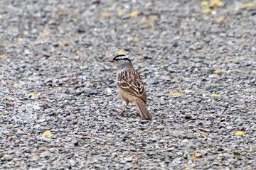 A White-crowned Sparrow (Zonotrichia leucophrys) Sits on a Patch of Gravel on the Ground at John Heinz National Wildlife Refuge, Philadelphia, Pennsylvania, USA