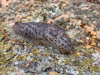 Dark Slug Slidding on a Rock