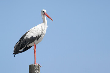 Beautiful one white storks (Ciconia ciconia) on a background of blue sky.Free text space.