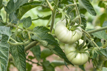 Fresh organic two green unripe tomatoes growing in the garden.Agriculture concept.