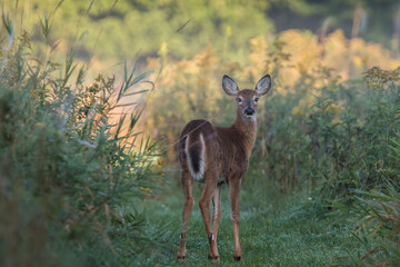 white-tailed deer (Odocoileus virginianus) in summer