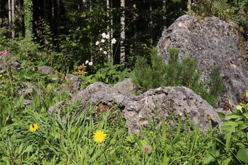 grüne wiese mit grauen Steinen footage