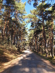 path in autumn forest