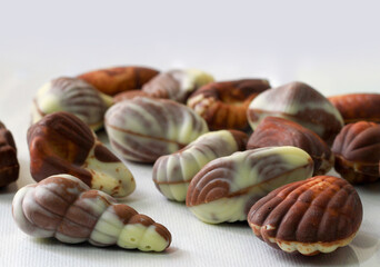 sea shell shaped assorted belgian chocolates in white background.close up macro image.
