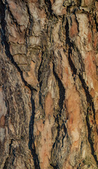 texture, bark