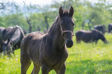 Fototapeta premium Dark old kladruby horses on pasture on meadow with trees, young baby animal with their mothers in tall grass, beautiful scene
