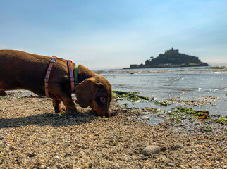 Dachshund dog playing on the beach