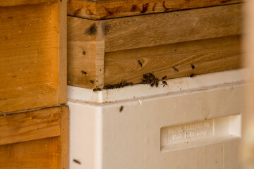 Beekeeper house with bees at the honeycomb