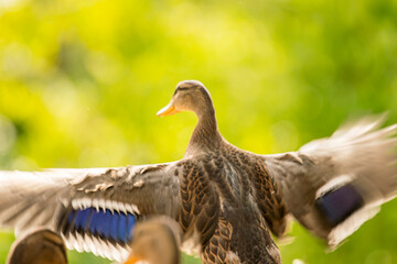 Wild ducks flapping their wings just before flying