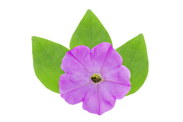 One beautiful purple petunia flower and leaves isolated on white background.