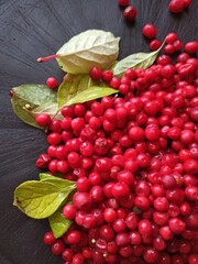 Harvest of schizandra berries on black background