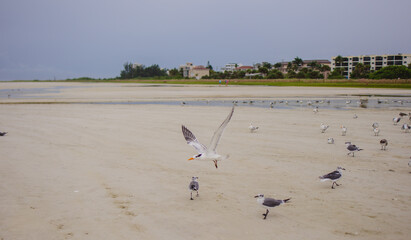 birds on the beach is siesta key beach in the west coast of Florida after Storm sandy passed by 