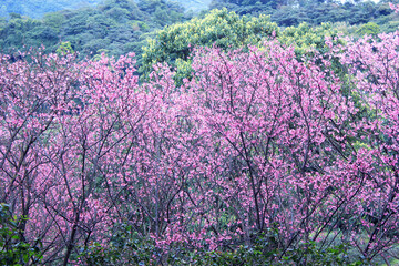 pink color cherry blossom sakura in Taipei, Taiwan