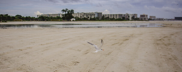 birds on  Storm Siesta Beach is a beach located on Siesta Key in the U.S. state of Florida. Unlike beaches elsewhere that are made up mostly of pulverized coral, Siesta Beach's sand is 99% quartz,
