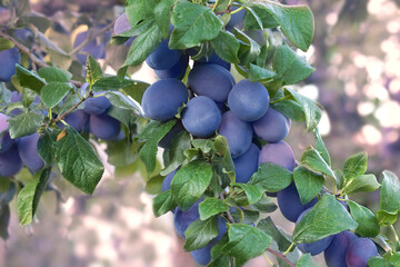 Beautiful branch ripe blue plum on the tree in the garden.Fruit background.